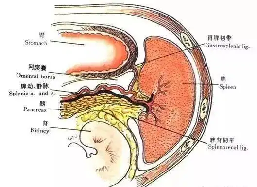 位置较深,解剖关系复杂,腹腔镜下脾脏手术要求清晰解剖和止血彻底
