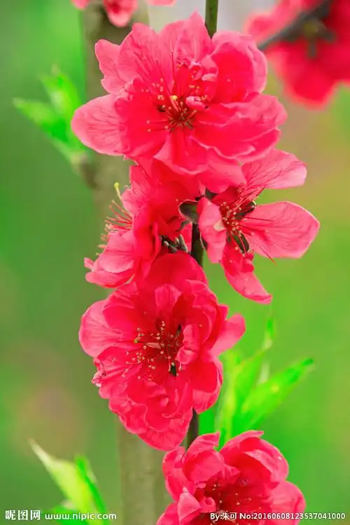 一串桃花图片