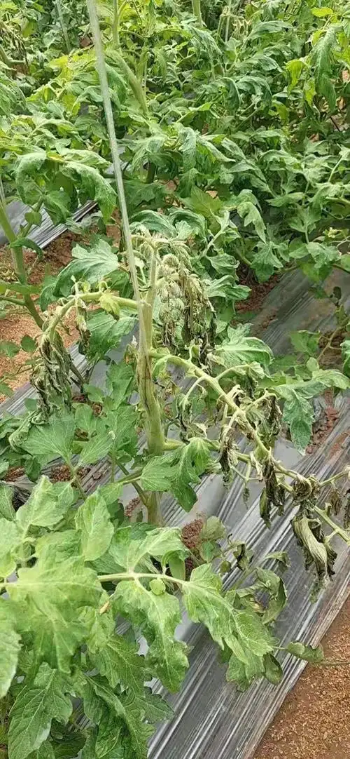 番茄溃疡病发生状态及番茄溃疡病防治要点_手机搜狐网