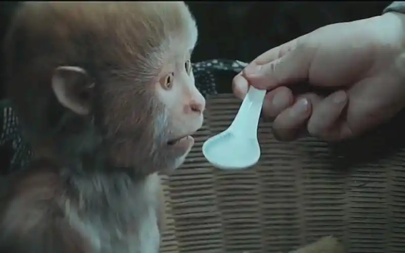 小马猴目睹恩人被杀 独自讨回公道