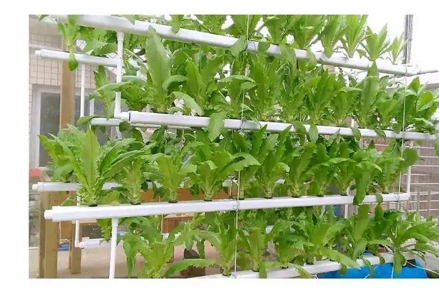 宅在家,我们在家庭阳台种菜大多都是采用水培种植,你见过用pvc管道