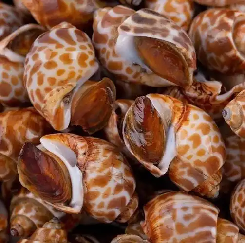 花螺鲜活冷冻新鲜海鲜螺类海螺香螺东风螺贝类大猫眼螺冰冻花罗