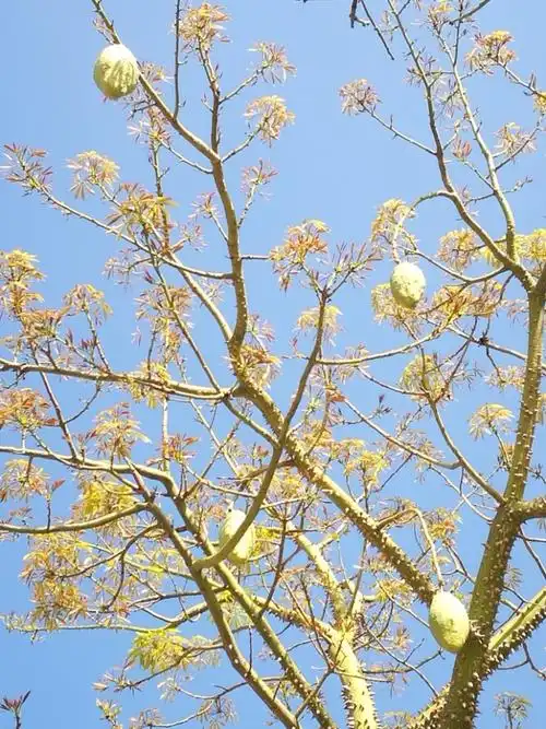 异木棉花结果啦!