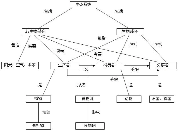 人教-七年级生物-第二章-探究活动:绘制生态系统概念图