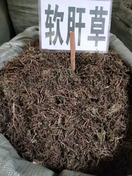 软肝草