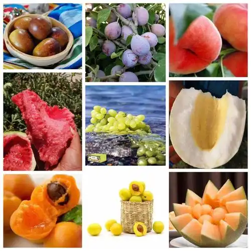 我们的水果带着新疆人民的热情,甜如蜜
