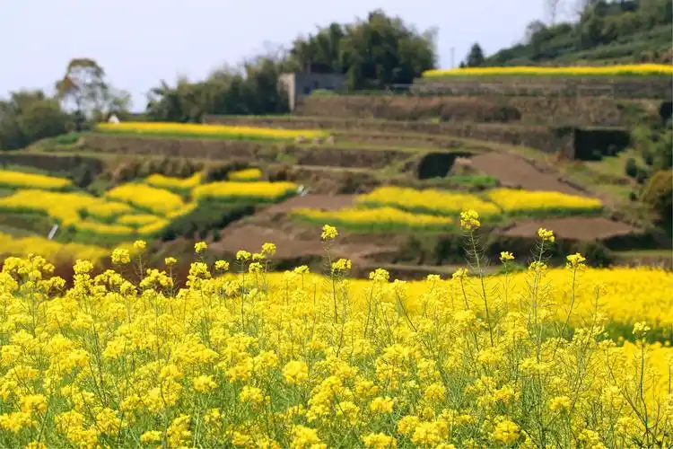 梯田式种植的油菜花,在绿色茎的衬托下,显得更美.