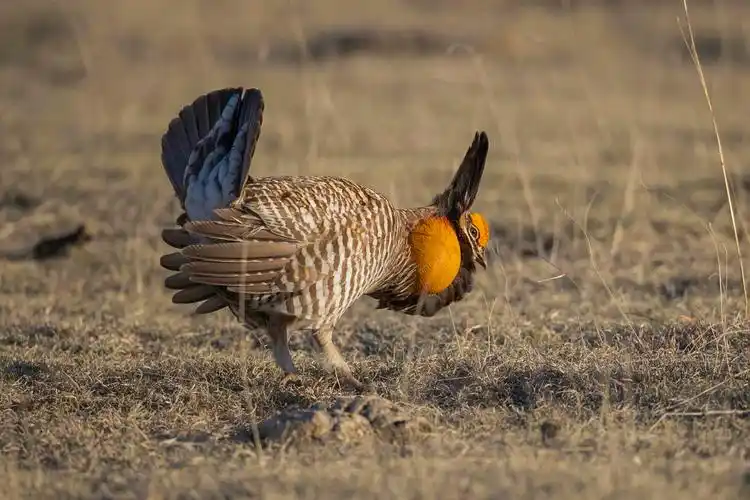 草原松鸡摄于美国