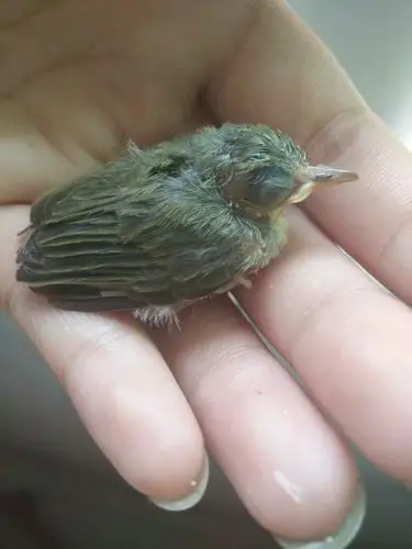 这是什么鸟_百度知道