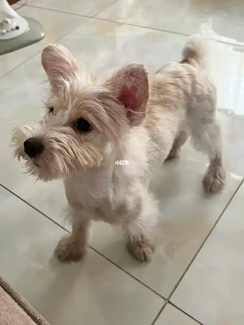 关于把一只泰迪比熊串养成雪纳瑞