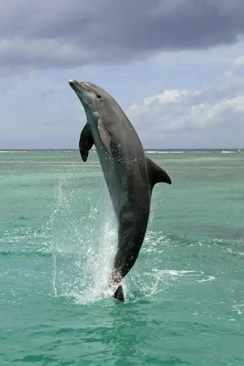 海豚,鲸鱼,野生动物,海洋生物,蓝色,天空,动物,摄影,鲸,水生动物,水