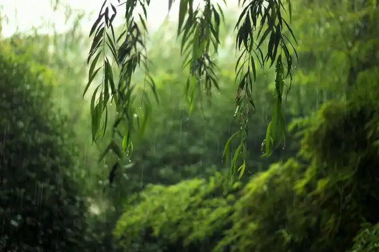 梅子成熟话梅雨