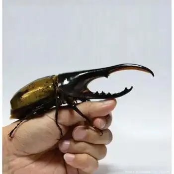 长戟大兜虫dhh海格力斯甲虫爬虫活体另有独角仙毛象中扁彩虹美东幼虫