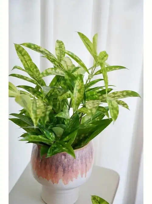 星点木不常见但特别值得养的植物