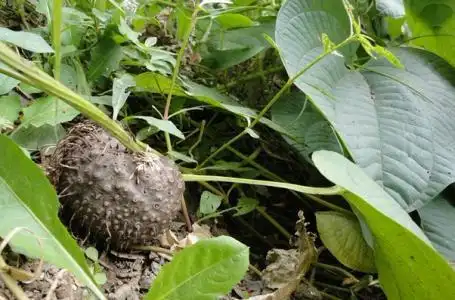 寿宁县特产   黄独原为野生植物之块茎,具有"清热解毒"之功效,外形