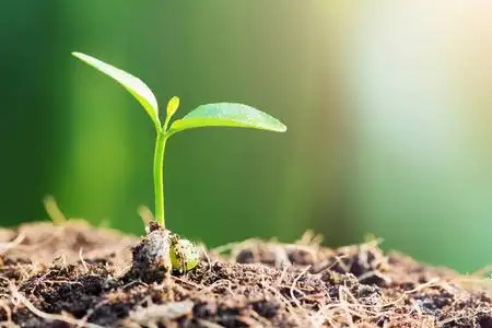 春天的嫩芽照片