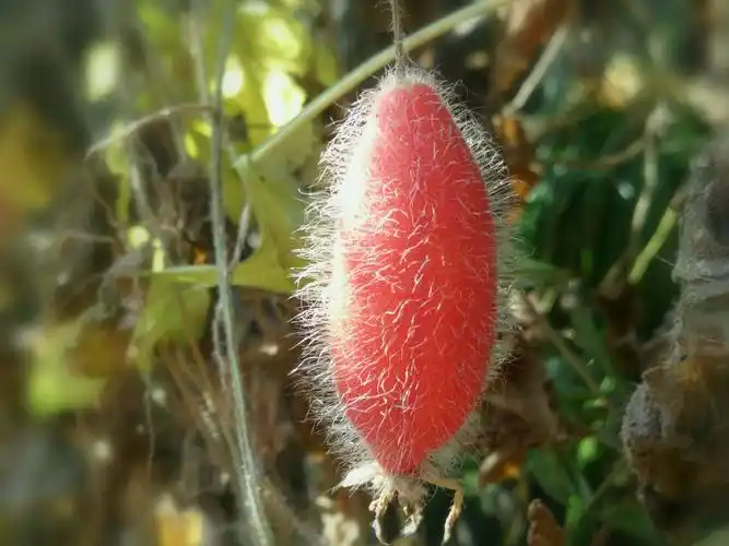 发现生活之美# 冬日/赤瓟