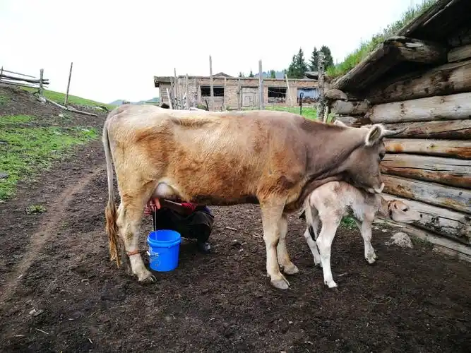 琼库什台的牧民在挤奶