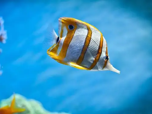 热带鱼-动物桌面壁纸