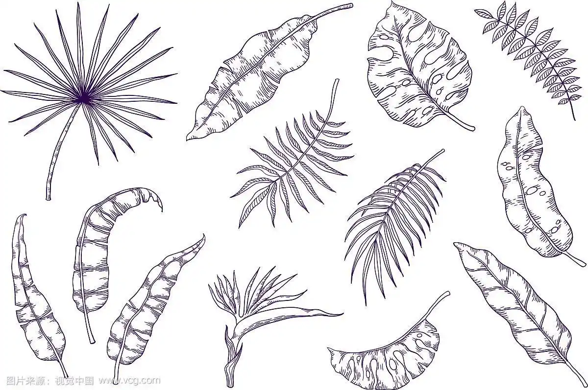 手绘棕榈叶热带树叶素描