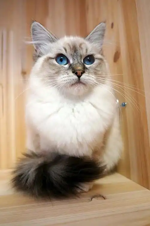 【山猫纹重点布偶猫  母 2015.11.11出生  出售】