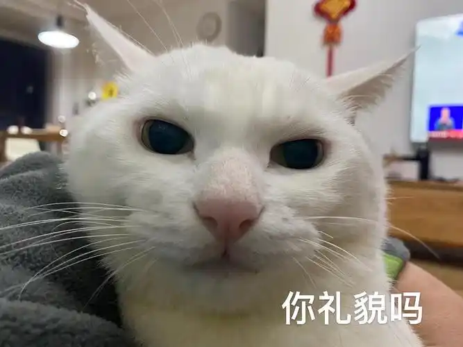 论白猫的表情有多丰富来贴自家白猫表情包吧