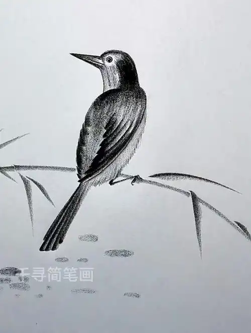 炭笔画 简单画小鸟零基础学画画 鸟的简单画法