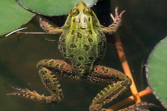 湿地峡谷豹蛙:一种身上带有豹纹的青蛙(后腿极为修长)