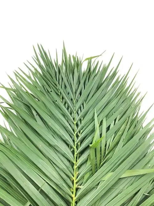 叶子鲜切散尾凤尾竹叶一扎10枝北京花卉市场鲜花速递鲜花速递(同城)