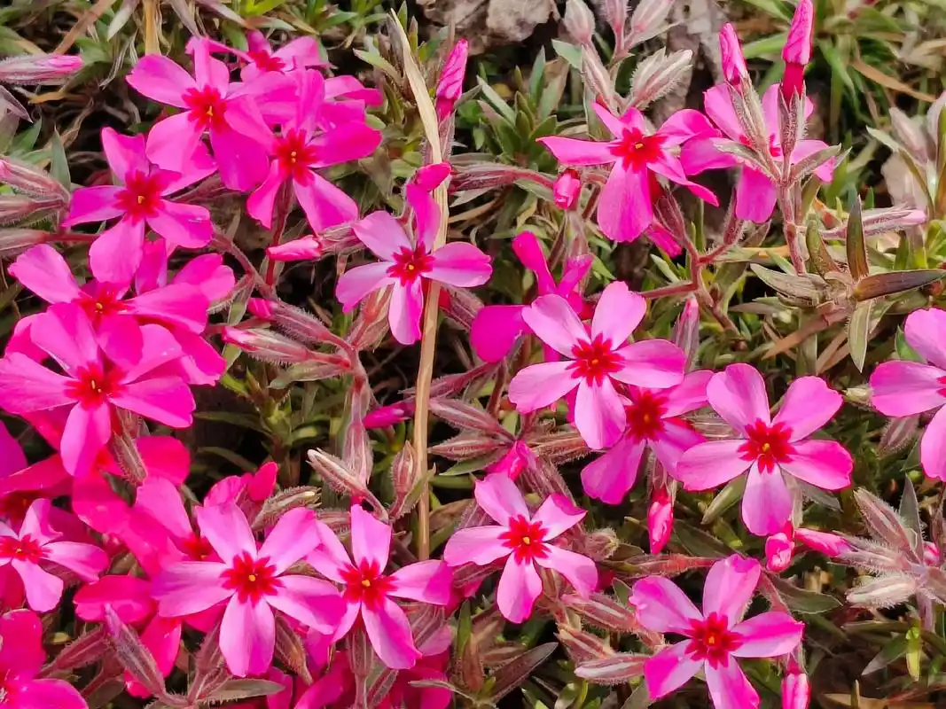 针叶天蓝绣球是一种又美又香的观赏植物,花期又特 - 抖音