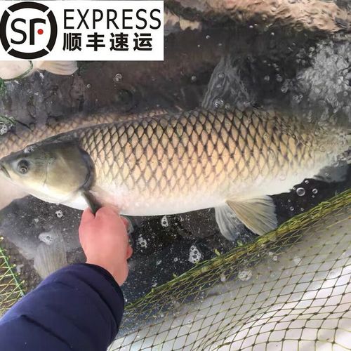 lism淡水鱼大草鱼 小河鱼 活鱼 生态草鱼 活鱼现捕现杀 草鱼3斤-现杀