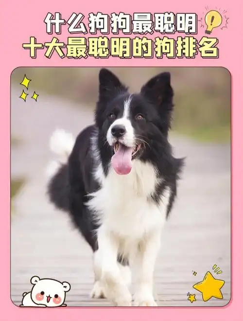 什么狗狗最聪明十大最聪明的狗排名
