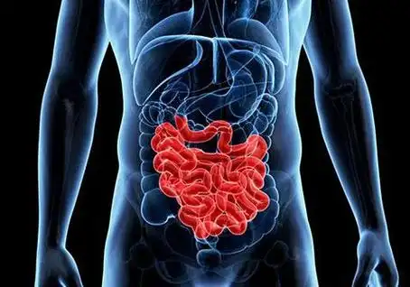 六腑-小肠的位置图