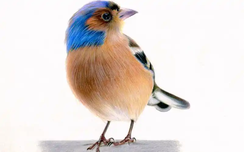 【彩铅手绘教程】【彩铅画】【彩铅动物】【彩铅鸟】苍头燕雀绘画过程