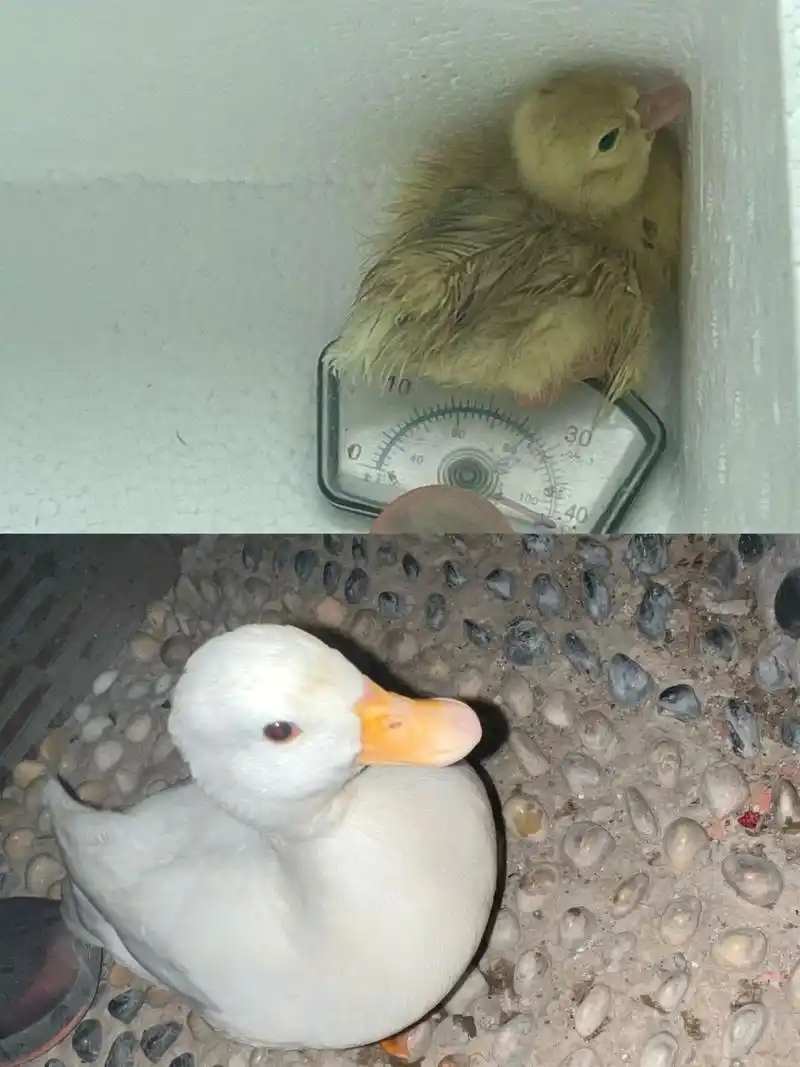 你们家鸭子什么名字?