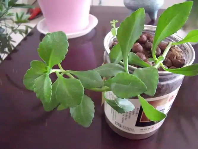 朋友送的,是从云南带回来的,说是云南白药草,具体叫什么不知道,我想问