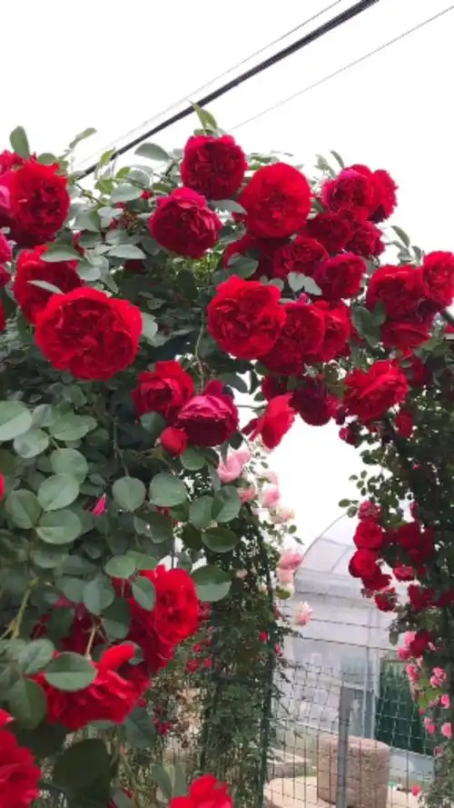 爬藤月季佛罗伦蒂娜拱门开花效果