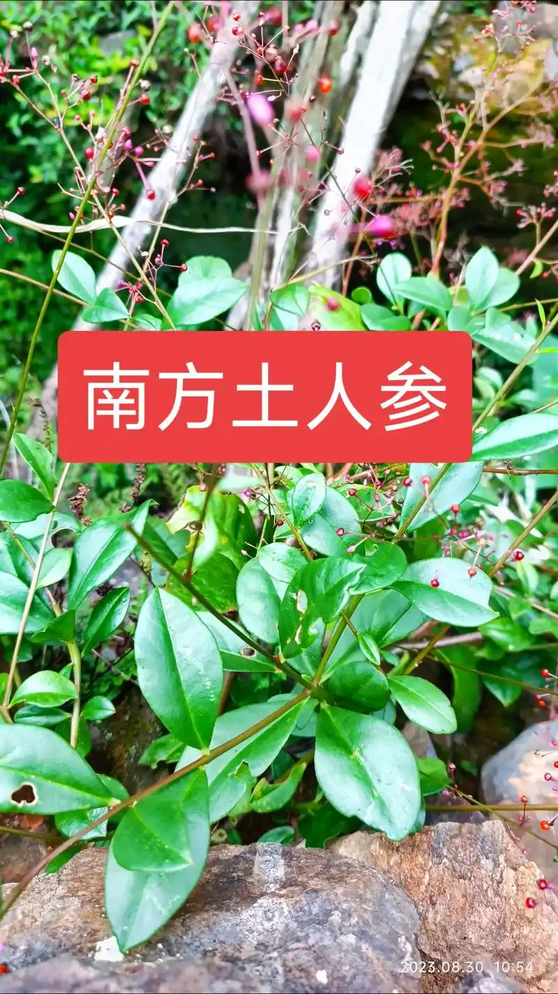 50年前喂猪一种野草,现在的猪吃的什么? - 抖音