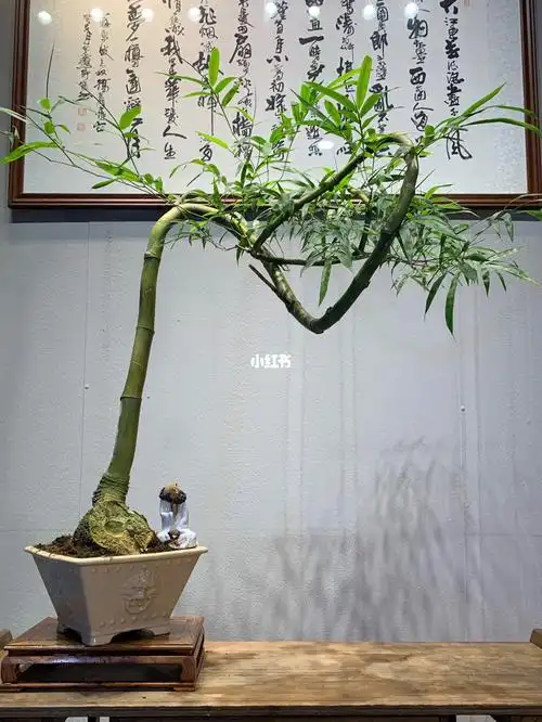 精品簕竹盆景