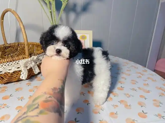 上门挑选,外地可实时视频顺风车/空运去新家#泰迪  #小体泰迪  #黑白