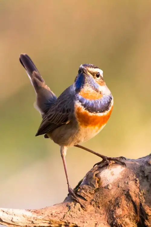 鸟中君子蓝喉歌鸲