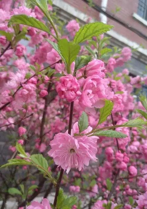 【随手拍春天】原来大自然的美就在我的身边 ,美醉了