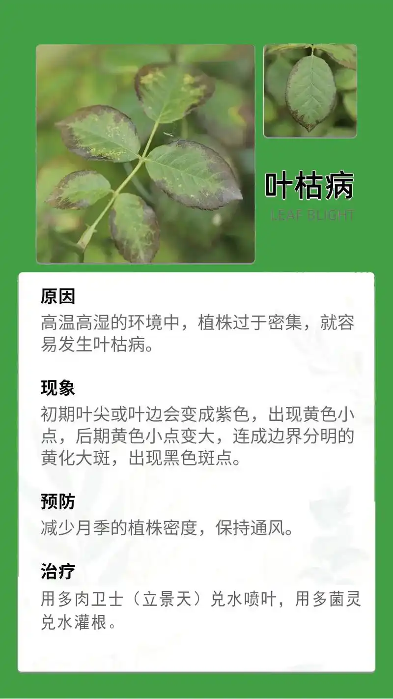 月季花卉绿植病虫害原因,判断和预防治理.