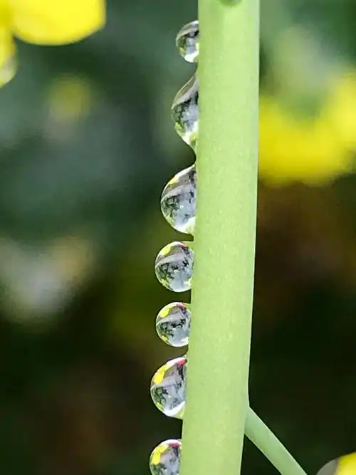 水滴像一串串珍珠,排列从上到下.而不会滑落.