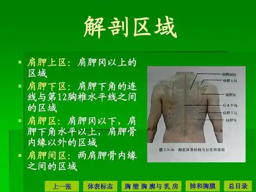 解剖区域   肩胛上区:肩胛冈以上的 区域   肩胛下区:肩胛下角的连 线