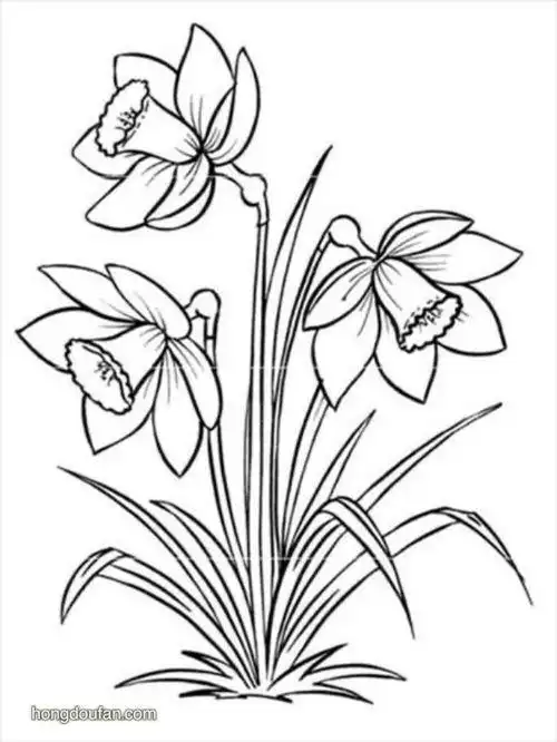简笔画图片水仙花简笔画水仙花简笔画简单画法步骤教程及图片大全