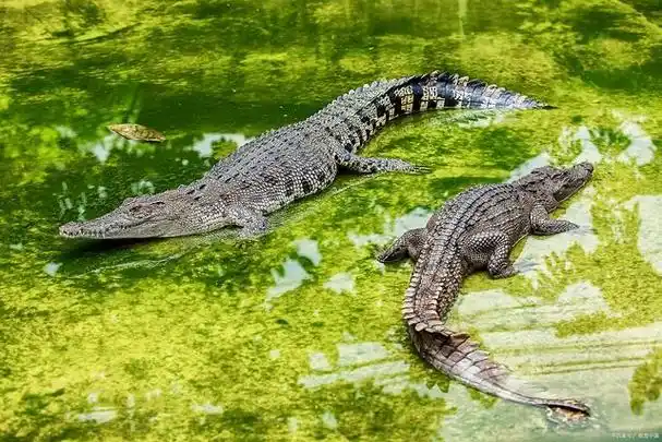 惊险刺激!一睹鳄鱼的真实面目!