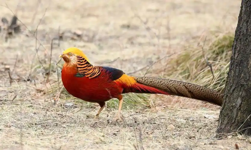 摄影师凌晨4点潜伏拍下山西中条山上一群凤凰鸡