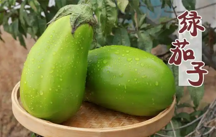 绿皮茄子河南特产青茄子新鲜蔬菜现摘现发农家青菜 5斤装