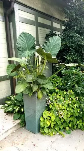 盆栽的阔叶植物,是不是冬天要挪到室内?